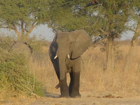 un &eacute;l&eacute;phant dans le parc NATIONAL DE WAZA
